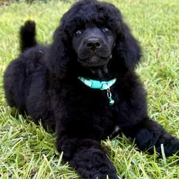 (Navy) Aqua Collar Female - Blue female Poodle puppy in Screven, Georgia from Dreamland Standard Poodles
