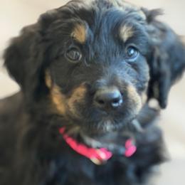 Boo - Tri-color female Bernedoodle puppy in Phelan, California from PuppyPaws4U