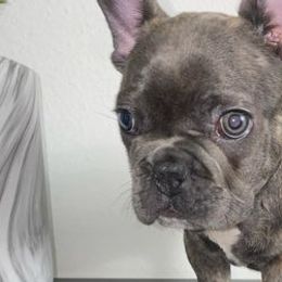 French Bulldogs from BandoBullies