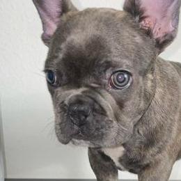 French Bulldogs from BandoBullies