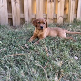 Maple - Labrador Retriever