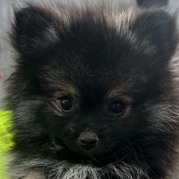 Pomeranian Puppies from Bougie Pomz