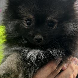 Pomeranian Puppies from Bougie Pomz