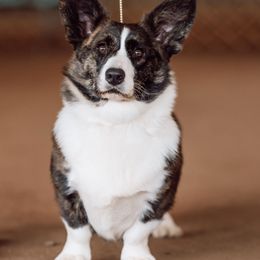 Eden - Cardigan Welsh Corgi