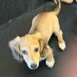 Jinx - Piebald male Dachshund puppy in Lakecreek, Oregon from Forever Doxie