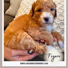 Fiyero - Caramel red male Australian Labradoodle puppy in Eagle Mountain, Utah from Lake Mountain Doodle