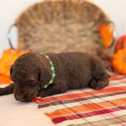 Wonderheart - Phantom male Poodle puppy in Lavonia, Georgia from Peach Blossom Kennels