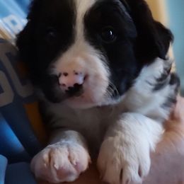 Border Collie Puppies from Bond Border Collies