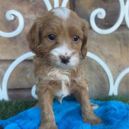 Wesson - Red male Cavapoo puppy in Central, Arizona from Desert Valley Doodles