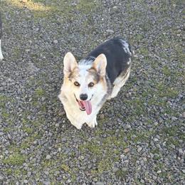 Lane - Pembroke Welsh Corgi