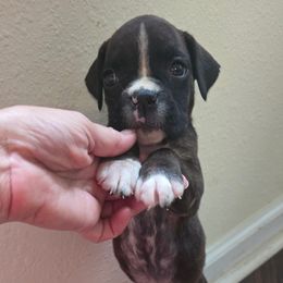 Girl 3, we call her tiny. - Brindle female Boxer puppy in Cottondale, Florida from Tate Farms Boxers
