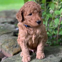 Goldendoodles from Tomball Doodles