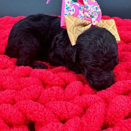 Dalmatian, Poodle, and Rhodesian Ridgeback Puppies from Ruffles, Ridges, & Spots!