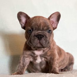 French Bulldog Puppies from Flawlessly French Bulldogs