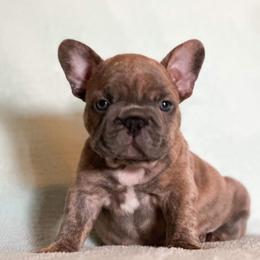 French Bulldog Puppies from Flawlessly French Bulldogs