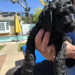 Double Doodle Puppies from Goldendoodle Labradoodle MIX !!!