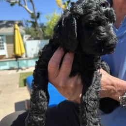 Double Doodle Puppies from Goldendoodle Labradoodle MIX !!!