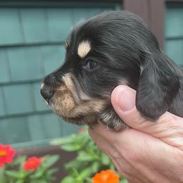 Boy 1 - Black and tan male Dachshund puppy in Gouverneur, New York from Dack Dachshunds