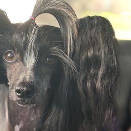 Holly - Chinese Crested