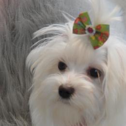 Havanese, Havapoos, Maltese, and Maltipoos from Denise Clark