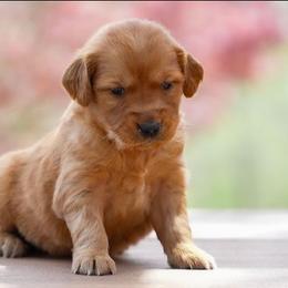 Poppy - Dark golden female Golden Retriever puppy in Saint Joe, Indiana from Golden Acres Farm