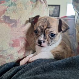 Toñito - Fawn brindled black male Chihuahua puppy in Haines City, Florida from Kassafina Kennel