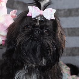 Daisy - Shih Tzu