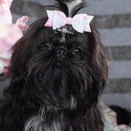 Daisy - Shih Tzu