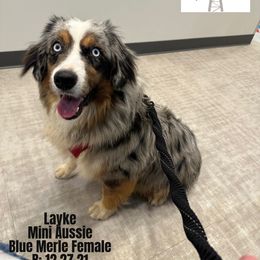 Aussiedoodle puppies from Mill Creek Doodles