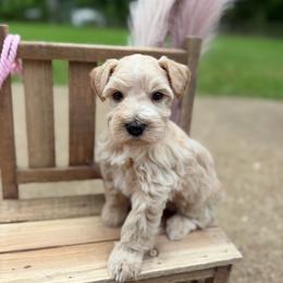Joey - Wheaten male Miniature Schnauzer puppy in Lufkin, Texas from C&K’s Schnauzer House