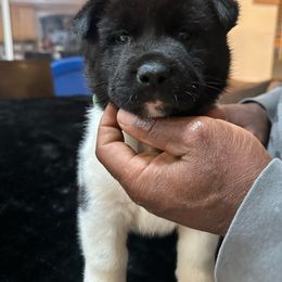 Green - Black Akita puppy in Las Vegas, Nevada from Gloe Akita's