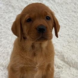 Fox Red Girl 1 - Yellow female Labrador Retriever puppy in Nevada from Battleborn Labradors