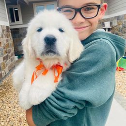 Golden Retriever and Jack Russell Terrier Puppies from Shelby Burleson's Golden Retrievers and Jack Russell Terriers