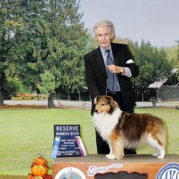 Boy 2 - Sable and white male Shetland Sheepdog puppy in Oklahoma City, Oklahoma from mvshelties