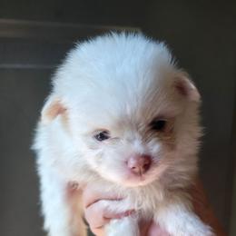 Cream parti pup 4 - Cream female Pomeranian puppy in Carrollton, Georgia from B AND R'S POMERANIAN'S