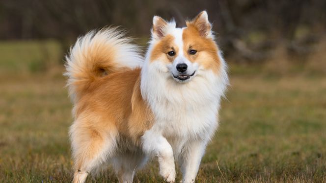 Icelandic Sheepdog