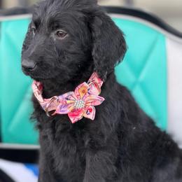 Shadow - Black female Labradoodle puppy in Georgetown, South Carolina from Muddy Bay Kennels