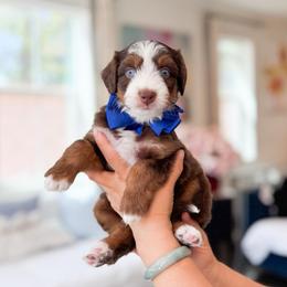 Buzz-Navy Blue - Tri-color male Bernedoodle puppy in Ontario, California from Teddy Doodles & Standard Poodles