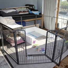 French Bulldog Puppies from Camp Fine Frenchies