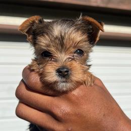 Ruby (Pink collar) - Black and gold female Yorkshire Terrier puppy in Dearborn Heights, Michigan from Taste Of Flavor LLC