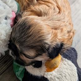 Alvin - Red and white male Shih Tzu puppy in Lostant, Illinois from Bella's Babies