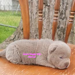 Penny - Lilac dilute female Chinese Shar-Pei puppy in Minden, Louisiana from Zoey's Waggly Tails