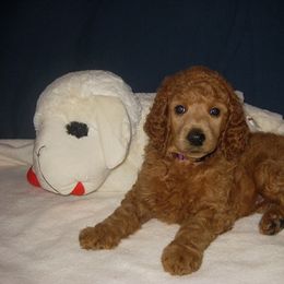 Poodle Puppies from Raspberry Woods Standard Poodles