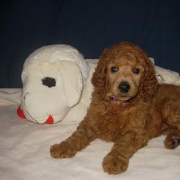 Poodle Puppies from Raspberry Woods Standard Poodles