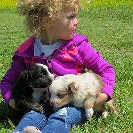Miniature Australian Shepherd and Toy Australian Shepherd Puppies from Cooper Creek Aussies