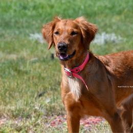 Rita - Golden Retriever