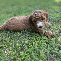 Goldendoodle Puppies from Crowders Creek Doodles