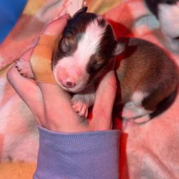 River - Sable and white male Shetland Sheepdog puppy in Lincolnton, North Carolina from Oakview Kennels