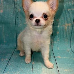 Bean - Cream and white male Chihuahua puppy in Palmyra, Indiana from Country Star Chihuahuas