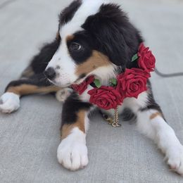 Jack Zion Kerouac - Black tri male Miniature Australian Shepherd puppy in Pittsburg, California from Delta Minis